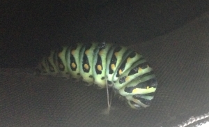 caterpillar getting ready to pupate in bag